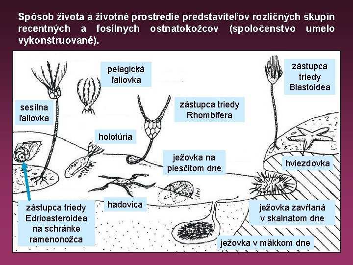 Spôsob života a životné prostredie predstaviteľov rozličných skupín recentných a fosílnych ostnatokožcov (spoločenstvo umelo