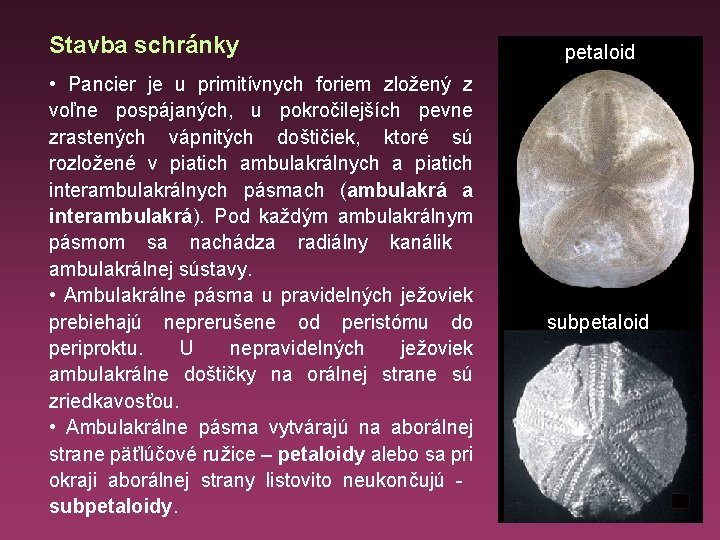 Stavba schránky • Pancier je u primitívnych foriem zložený z voľne pospájaných, u pokročilejších