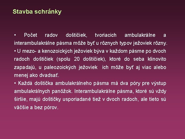 Stavba schránky • Počet radov doštičiek, tvoriacich ambulakrálne a interambulakrálne pásma môže byť u