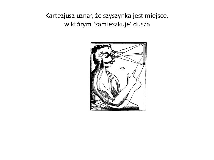 Kartezjusz uznał, że szyszynka jest miejsce, w którym ‘zamieszkuje’ dusza 