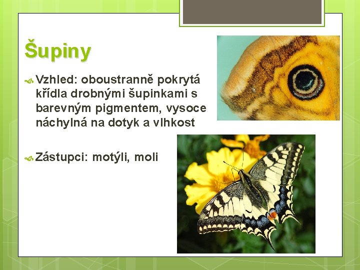 Šupiny Vzhled: oboustranně pokrytá křídla drobnými šupinkami s barevným pigmentem, vysoce náchylná na dotyk
