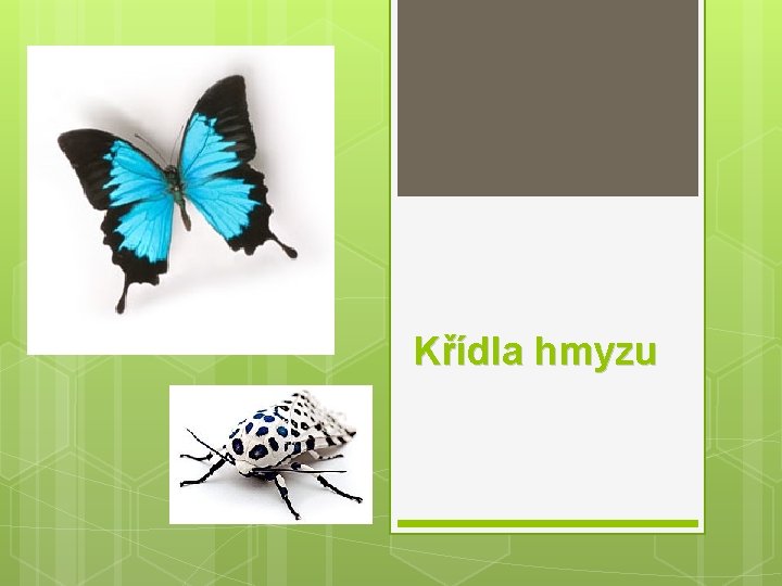 Křídla hmyzu 