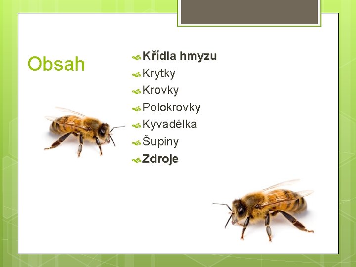 Obsah Křídla hmyzu Krytky Krovky Polokrovky Kyvadélka Šupiny Zdroje 