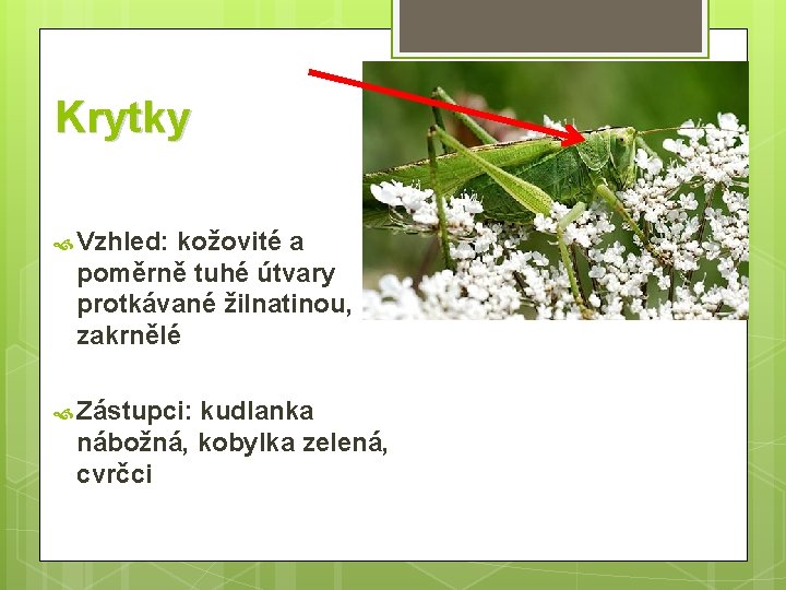 Krytky Vzhled: kožovité a poměrně tuhé útvary protkávané žilnatinou, zakrnělé Zástupci: kudlanka nábožná, kobylka