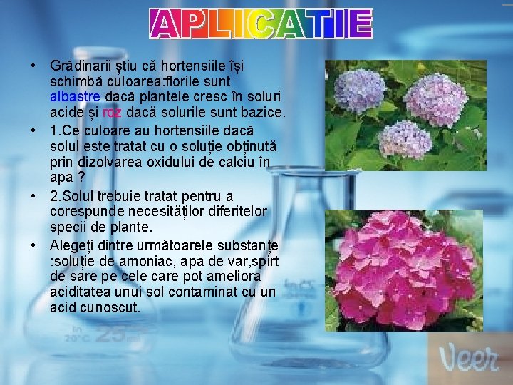  • Grădinarii știu că hortensiile își schimbă culoarea: florile sunt albastre dacă plantele