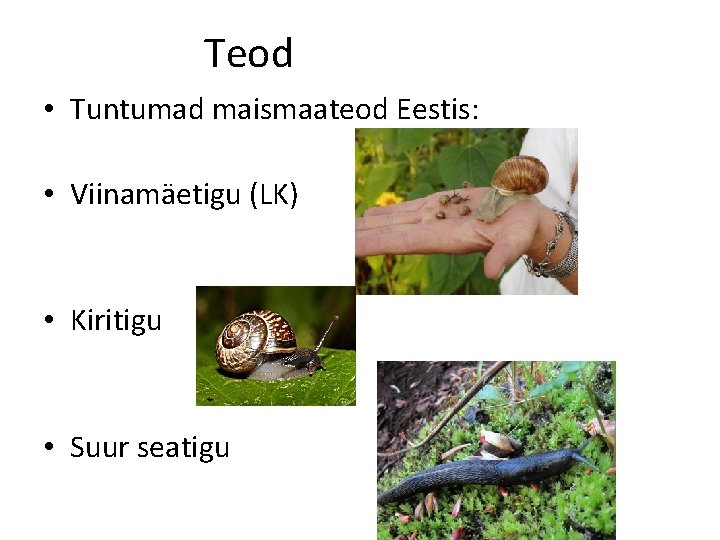 Teod • Tuntumad maismaateod Eestis: • Viinamäetigu (LK) • Kiritigu • Suur seatigu 