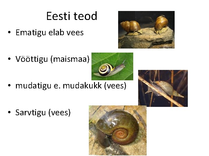 Eesti teod • Ematigu elab vees • Vööttigu (maismaa) • mudatigu e. mudakukk (vees)