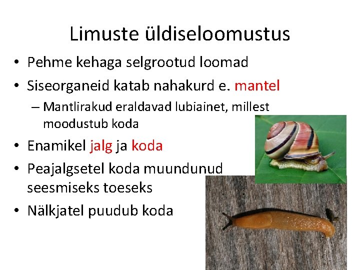 Limuste üldiseloomustus • Pehme kehaga selgrootud loomad • Siseorganeid katab nahakurd e. mantel –