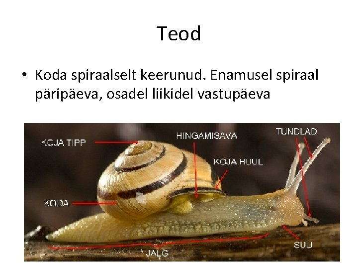 Teod • Koda spiraalselt keerunud. Enamusel spiraal päripäeva, osadel liikidel vastupäeva 