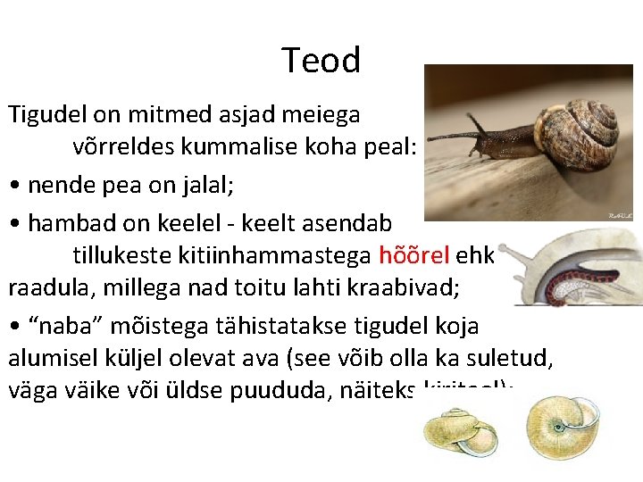 Teod Tigudel on mitmed asjad meiega võrreldes kummalise koha peal: • nende pea on