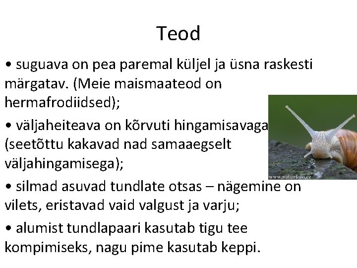 Teod • suguava on pea paremal küljel ja üsna raskesti märgatav. (Meie maismaateod on