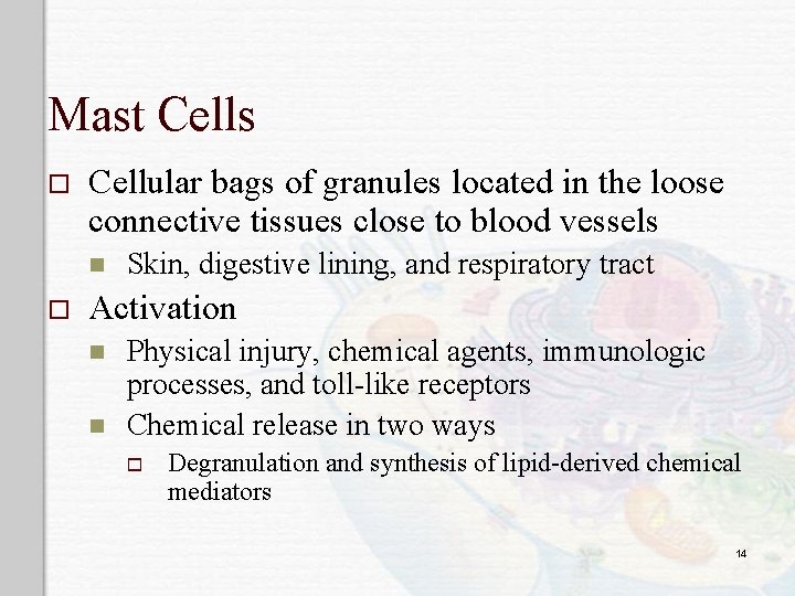 Mast Cells o Cellular bags of granules located in the loose connective tissues close