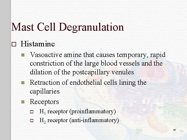 Mast Cell Degranulation o Histamine n n n Vasoactive amine that causes temporary, rapid