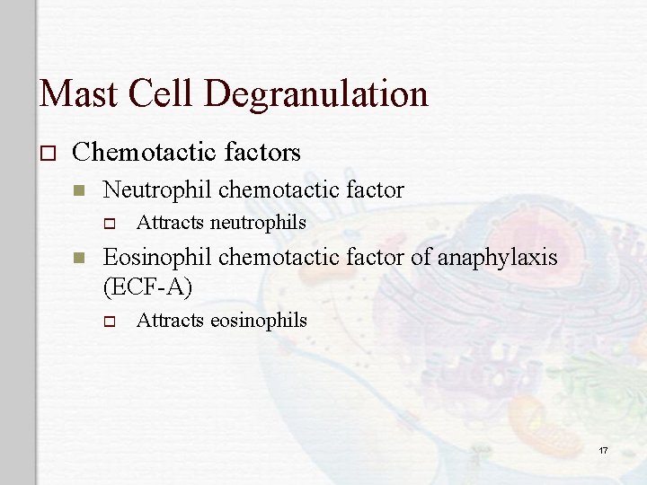 Mast Cell Degranulation o Chemotactic factors n Neutrophil chemotactic factor o n Attracts neutrophils