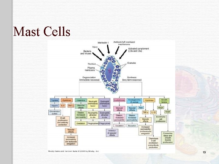 Mast Cells 19 