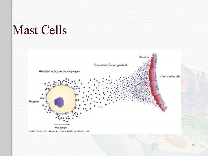 Mast Cells 20 