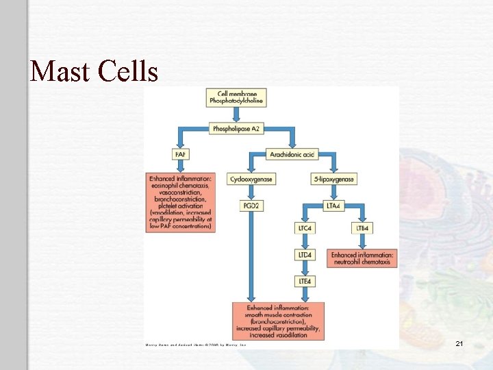 Mast Cells 21 