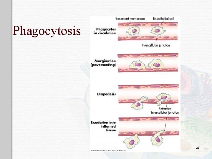 Phagocytosis 23 