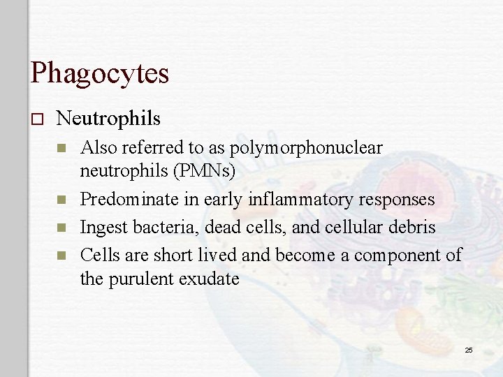 Phagocytes o Neutrophils n n Also referred to as polymorphonuclear neutrophils (PMNs) Predominate in