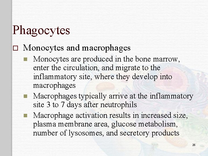 Phagocytes o Monocytes and macrophages n n n Monocytes are produced in the bone