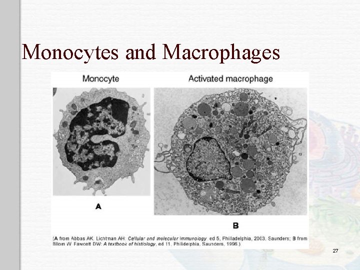 Monocytes and Macrophages 27 