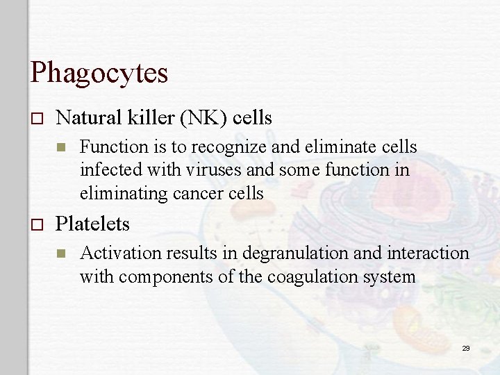 Phagocytes o Natural killer (NK) cells n o Function is to recognize and eliminate