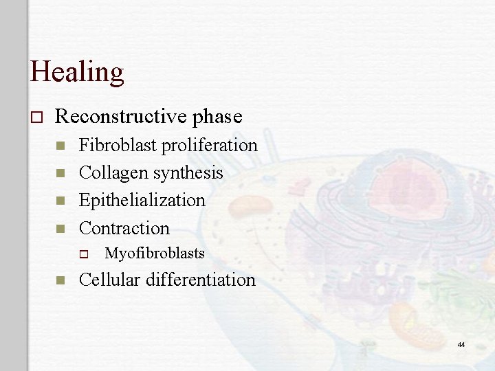 Healing o Reconstructive phase n n Fibroblast proliferation Collagen synthesis Epithelialization Contraction o n