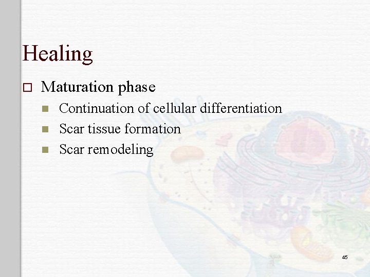Healing o Maturation phase n n n Continuation of cellular differentiation Scar tissue formation