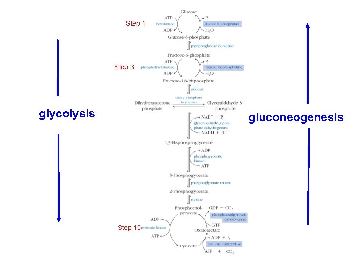 Step 1 Step 3 glycolysis gluconeogenesis Step 10 