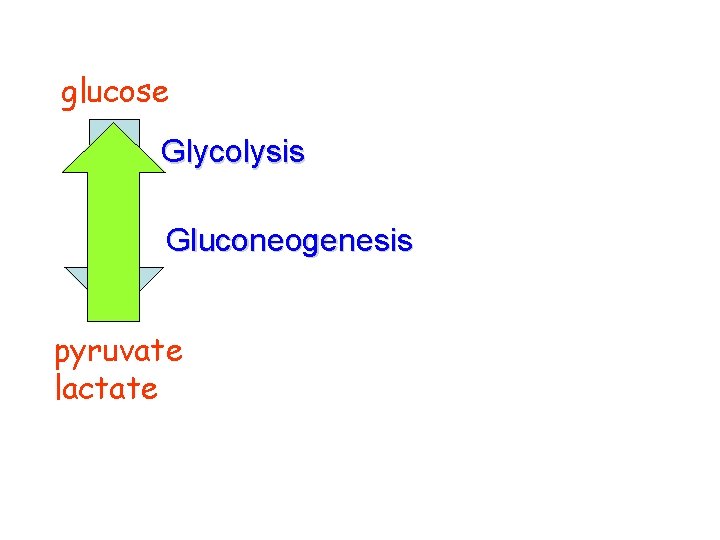 glucose Glycolysis Gluconeogenesis pyruvate lactate 