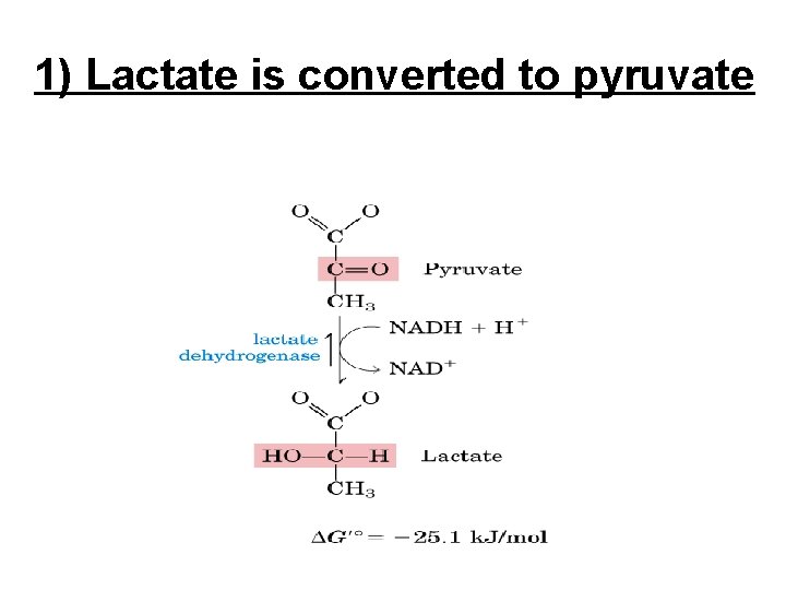 1) Lactate is converted to pyruvate 