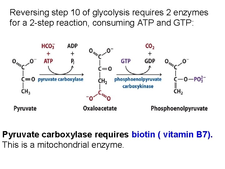 Reversing step 10 of glycolysis requires 2 enzymes for a 2 -step reaction, consuming