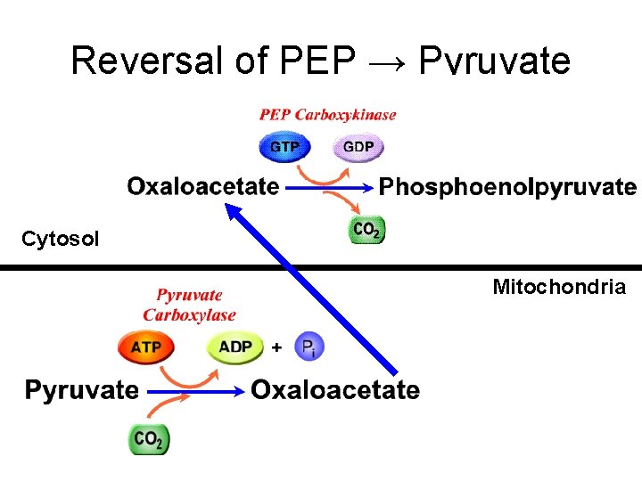 Reversal of PEP → Pyruvate Cytosol Mitochondria 