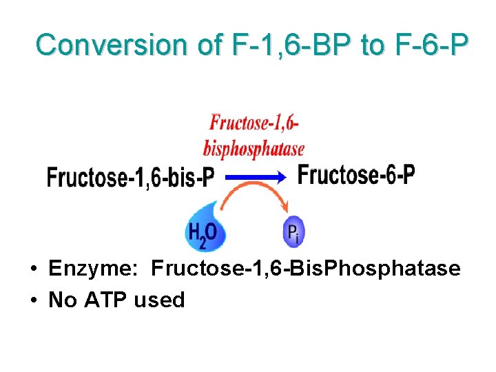  Conversion of F-1, 6 -BP to F-6 -P • Enzyme: Fructose-1, 6 -Bis.