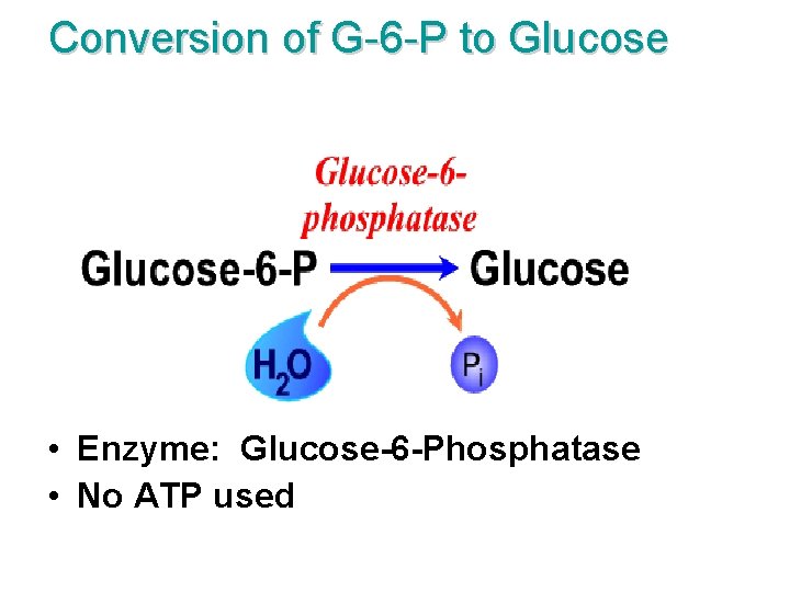 Conversion of G-6 -P to Glucose • Enzyme: Glucose-6 -Phosphatase • No ATP used