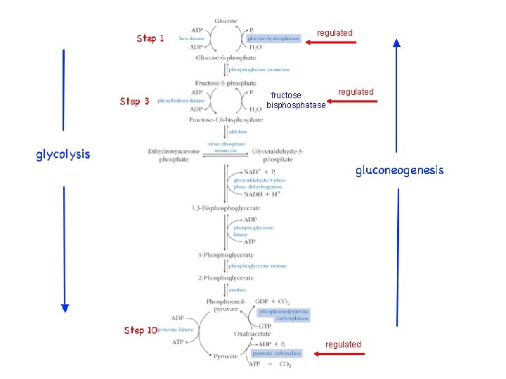regulated fructose bisphosphatase regulated 