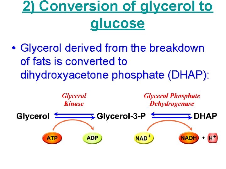 2) Conversion of glycerol to glucose • Glycerol derived from the breakdown of fats