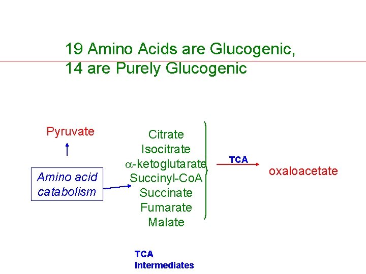 19 Amino Acids are Glucogenic, 14 are Purely Glucogenic Pyruvate Amino acid catabolism Citrate
