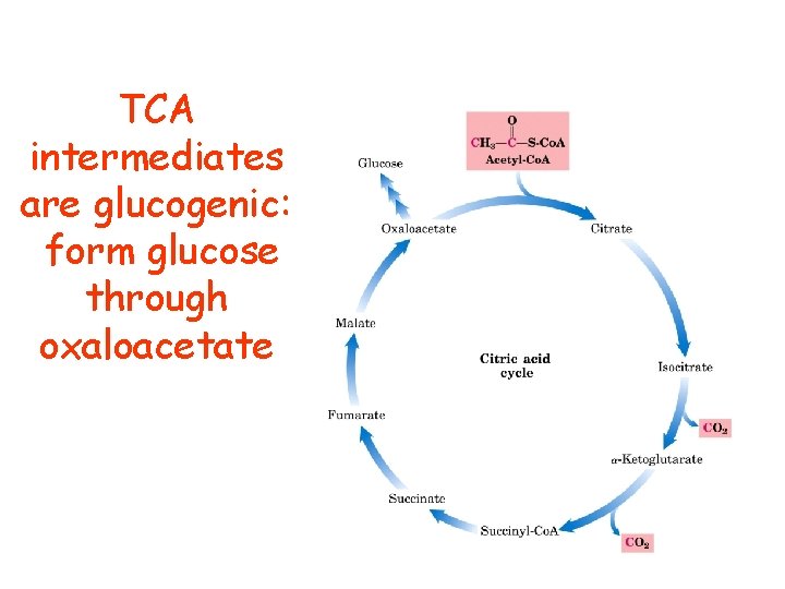 TCA intermediates are glucogenic: form glucose through oxaloacetate 