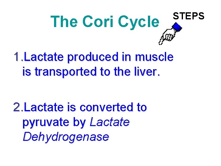 The Cori Cycle STEPS 1. Lactate produced in muscle is transported to the liver.