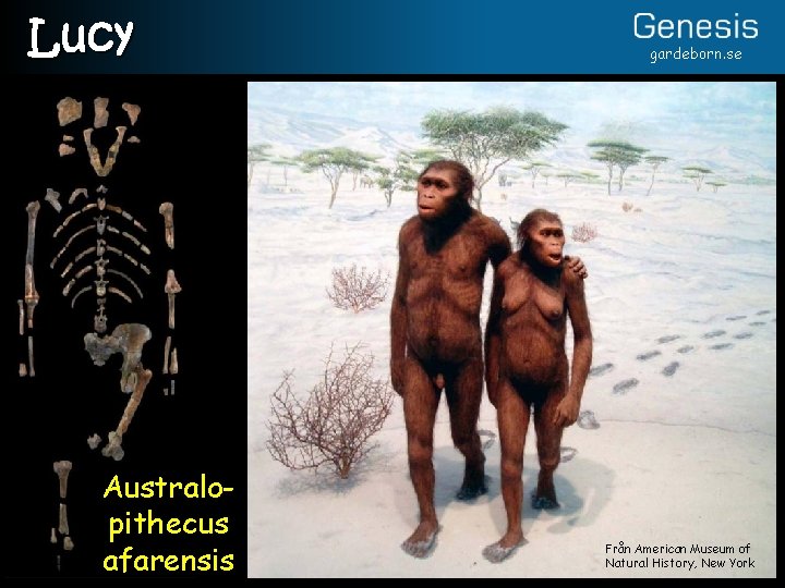 Lucy Australopithecus afarensis gardeborn. se Från American Museum of Natural History, New York 