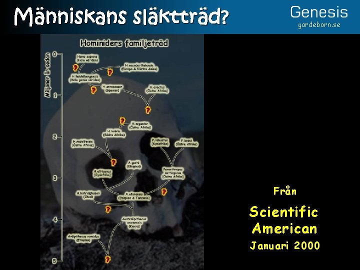 Människans släktträd? gardeborn. se Från Scientific American Januari 2000 