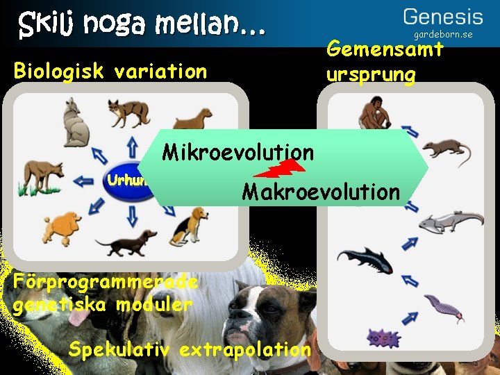 Skilj noga mellan… Biologisk variation Gemensamt ursprung Mikroevolution Urhund Makroevolution Förprogrammerade genetiska moduler Spekulativ