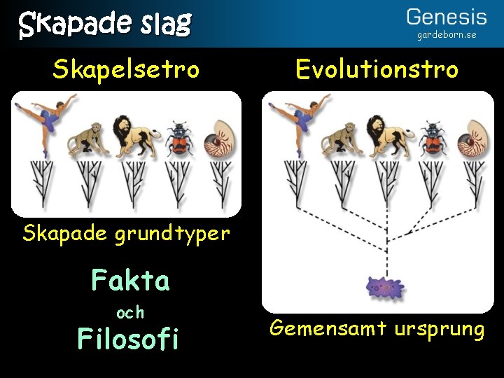 Skapade slag Skapelsetro gardeborn. se Evolutionstro Skapade grundtyper Fakta och Filosofi Gemensamt ursprung 