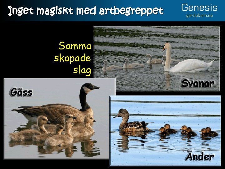 Inget magiskt med artbegreppet Samma skapade slag gardeborn. se 