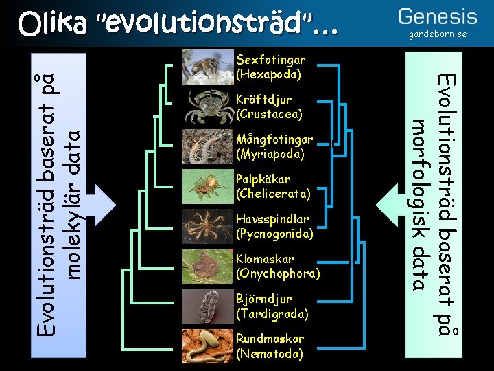 Sexfotingar (Hexapoda) Kräftdjur (Crustacea) Mångfotingar (Myriapoda) Palpkäkar (Chelicerata) Havsspindlar (Pycnogonida) Klomaskar (Onychophora) Björndjur (Tardigrada)