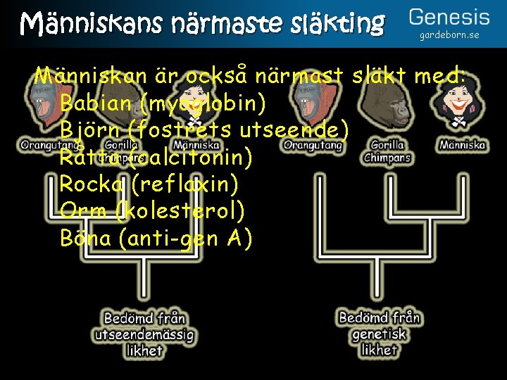 Människans närmaste släkting gardeborn. se Människan är också närmast släkt med: Babian (myoglobin) Björn