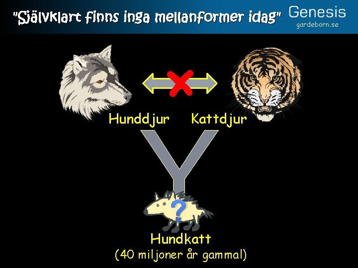 "Självklart finns inga mellanformer idag" × Y Hunddjur Kattdjur ? Hundkatt (40 miljoner år