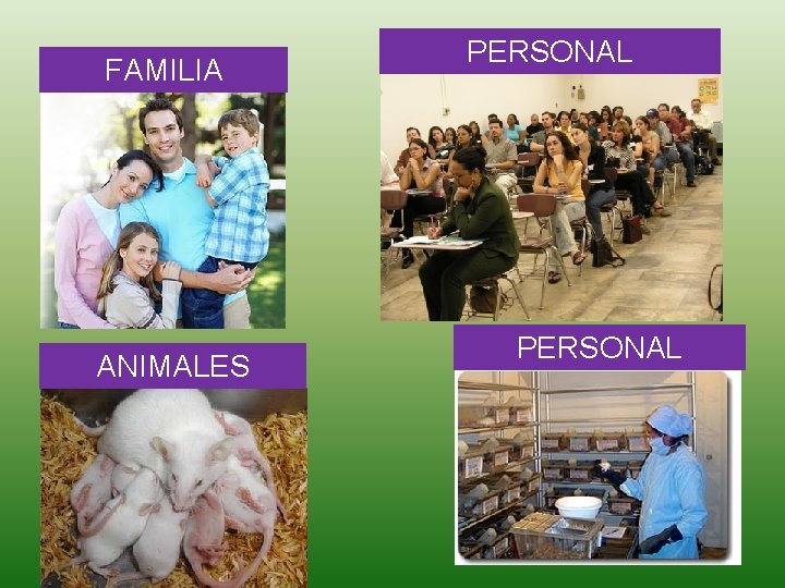 FAMILIA ANIMALES PERSONAL 