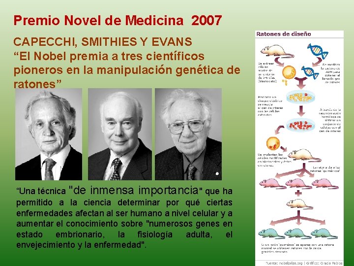 Premio Novel de Medicina 2007 CAPECCHI, SMITHIES Y EVANS “El Nobel premia a tres